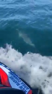 Dolphins Join Police Jet Ski Patrol in New South Wales