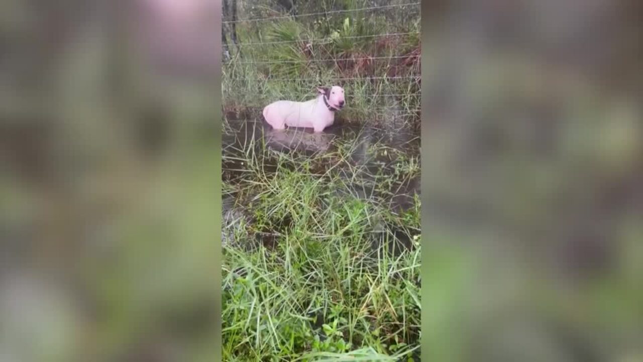 Florida highway patrol rescues tied-up dog before Milton landfall