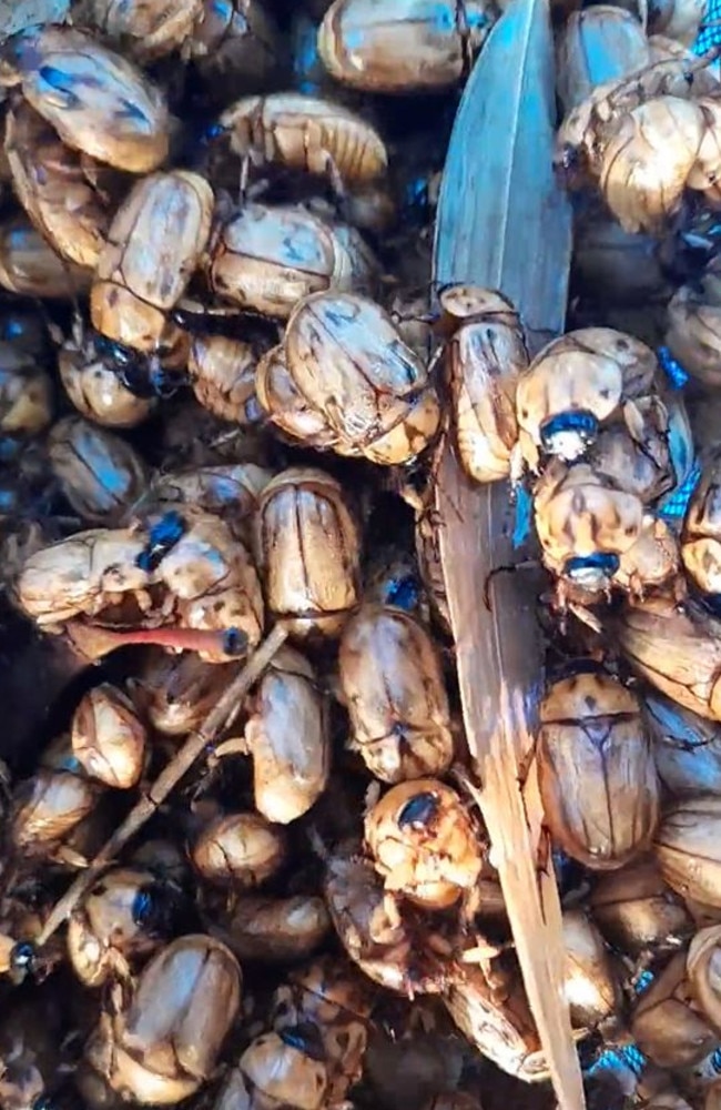 Hundreds of Christmas beetles were saved from drowning. Picture: @nothingbeast/Reddit