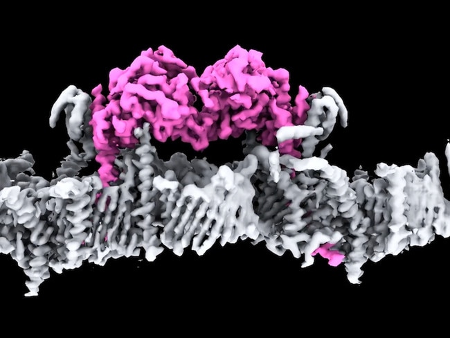 The team show PINK1 proteins attached to the membrane of a mitochondrion for the first time. Image: WEHI