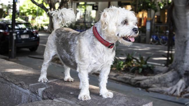 Alfie on holiday. Picture: Mark Cranitch