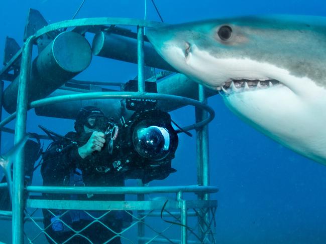 Great white sharks at the Neptune Islands off the coast of Port Lincoln. Pictures: Andrew Fox - one time use only