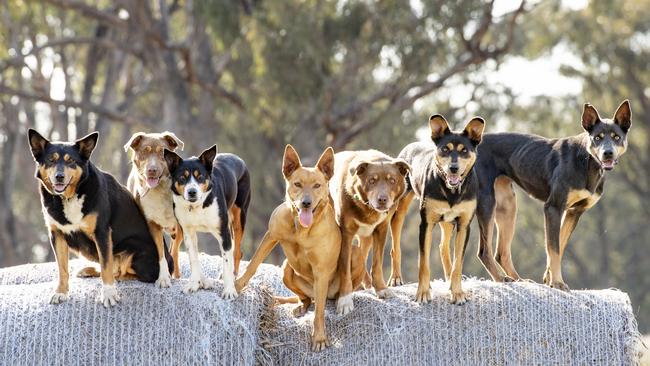 Kelpie Izzy with Kelpie-Border Collies Flick and Zoe, alongside Kelpies Cricket, Moreton, Gidget and Jinx from Kinypanial. Picture: Zoe Phillips