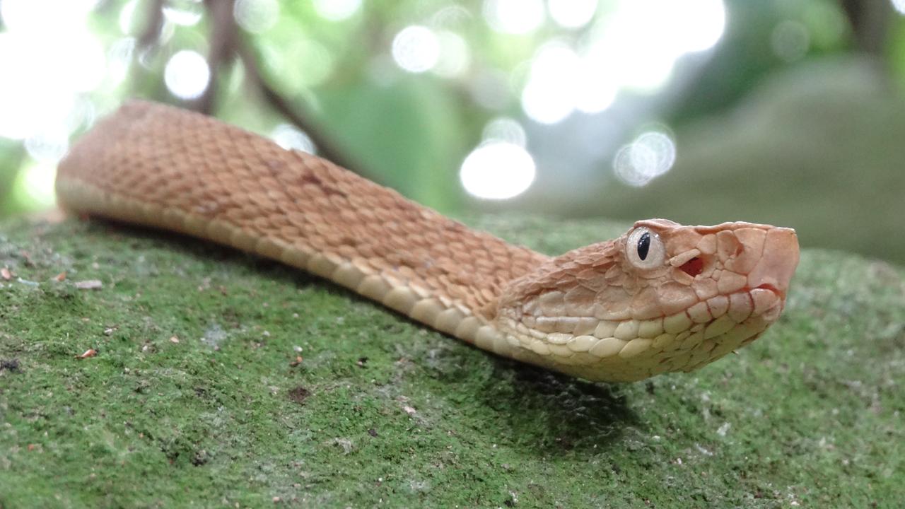Ilha de Queimada Grande is located 32km off the coast of Sao Paulo is home to lethal snakes – the golden lancehead viper species – one of the world’s most deadly.