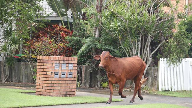 The rogue bovine that caused bedlam in the streets of Tweed Heads. Picture Glenn Hampson