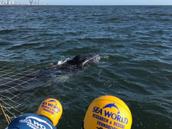 A caf humpback whale was set free after becoming caught in shark nets off Burleigh Heads this morning (3/11/18). Picture: Supplied.