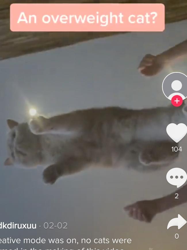 A ginger cat is dropped to the ground by a TikTok user. The video received over 100 likes.