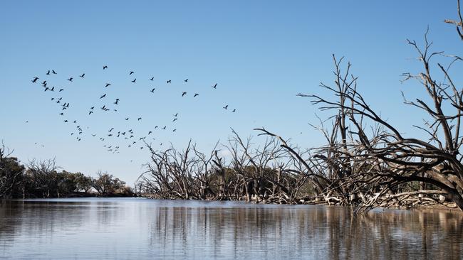 Black box trees on the banks of Menindee Lakes in Outback NSW. Picture: Destination NSW