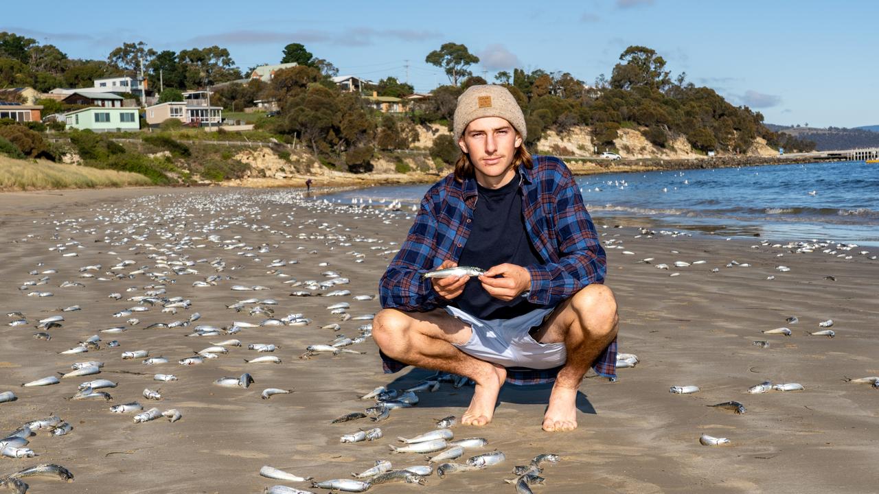 South Arm's George Vanderkelen, 18, with thousands of dead fish which have washed up on the beach.