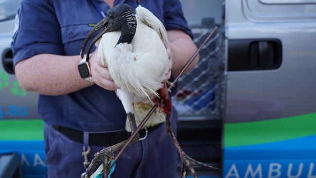 An ibis at Caboolture was shot through the leg with an arrow. Photo supplied