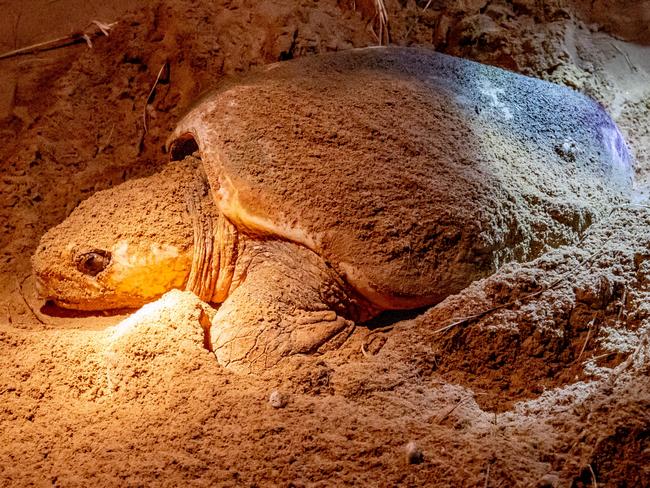 EXCLUSIVE NETWORK PREMIUM LOCKED CONTENT, NO NEWS.COM, NO SKY, NO WEST AUS, NO AUS,    A loggerhead turtle laying eggs in the sand dunes at Mon Repos near Bundaberg. Picture by Luke Marsden.