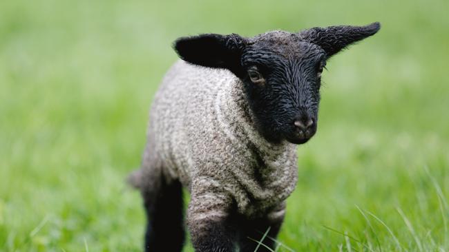 Heads or tails: A Suffolk lamb on Ross Davey and Marcia Lazarus’ Glen Greenock Farm at Dunach.