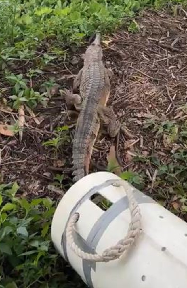 A freshwater crocodile being released on the Ross River after strolling into a service station in Townsville. Source: DES