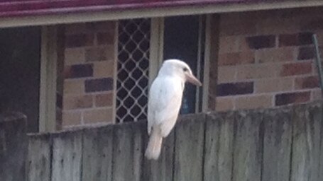 The young white kookaburra has been spotted in recent months.