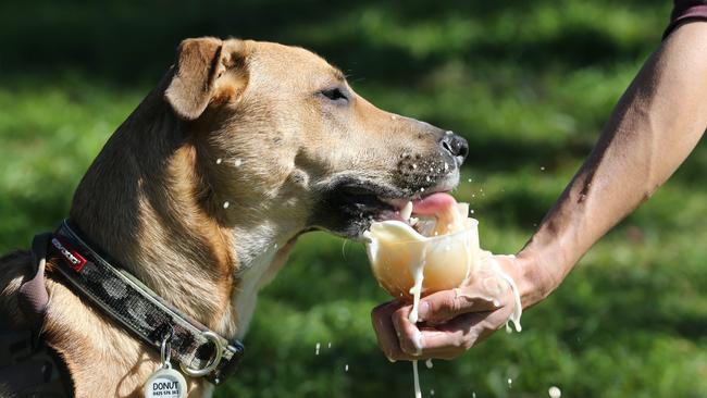 Donut the Kelpie Labrador-cross loves a doggie beer. Picture: Glenn Hampson.