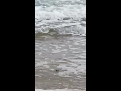 WATCH: Tiny turtles crushed, lost as lights shine on popular beach