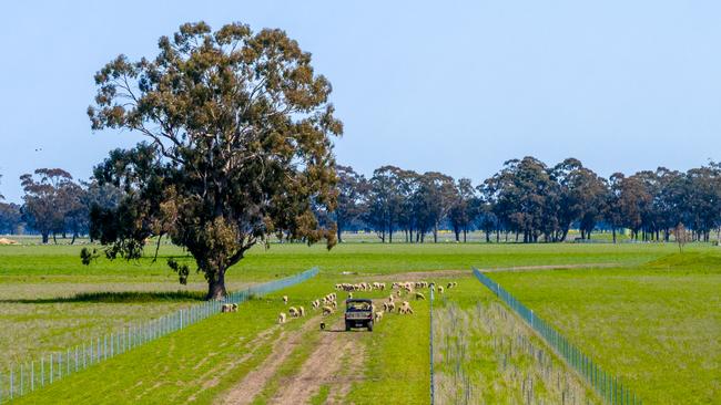 The Balmullin aggregation has a carrying capacity of 15,000 dry sheep equivalent.