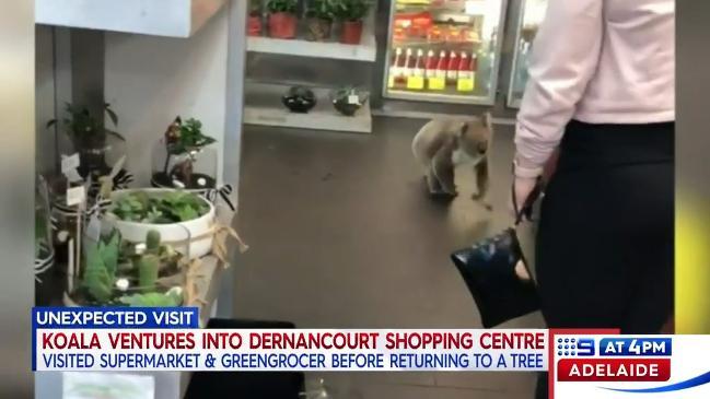 9 News: Koala strolls through Adelaide grocer's