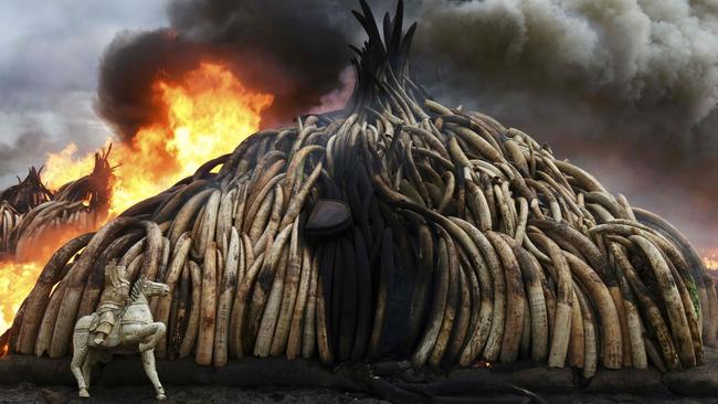 This picture shows one stack of burning elephant tusks, ivory figurines and rhinoceros horns at the Nairobi National Park on April 30, 2016. Picture: Fredrik Lerneryd/AFP.