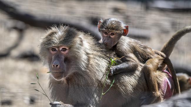 Anthropologist Sarah Blaffer Hrdy’s work mounts a compelling case that altruistic mothers and grandmothers proved greater evolutionary wildcards than even the toughest and smartest male apes. Picture: News Regional Media