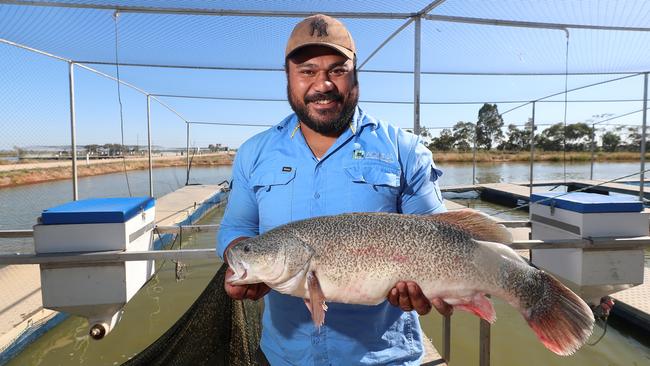 Aquna Sustainable Murray Cod, Griffith, NSW, Salu Musu, Aquna MacPharlanes site manager,    Picture Yuri Kouzmin