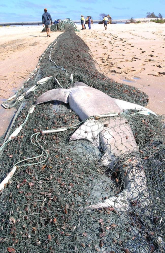 A hammerhead shark dead in a ghost net, washed ashore. The net is a six-tonne gillnet.