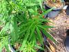 Drug dealing duo’s unusual poolside stash uncovered in raid