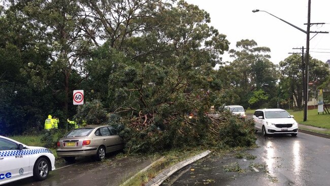 The blue Mini Cooper and Probationary Constable Julieanne Garland are completely hidden under the huge gum tree. Picture: Ryde SES