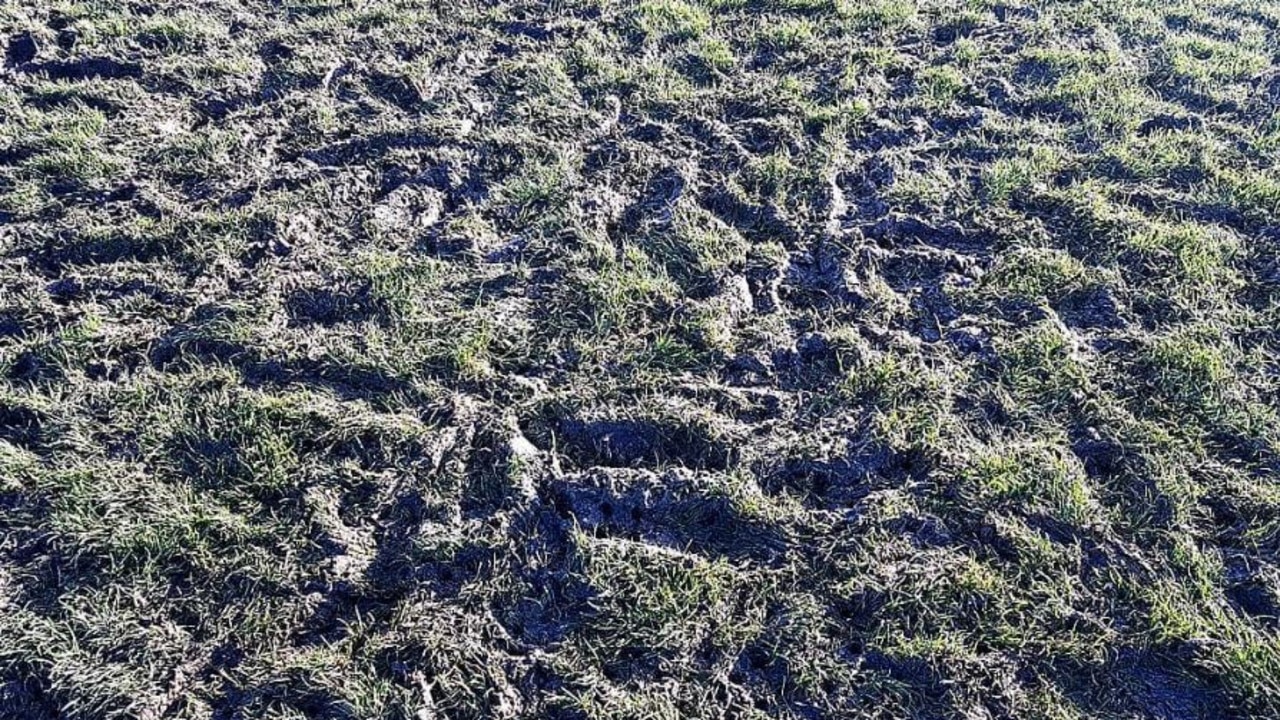 A portion of the Casey Fields turf. Picture: @arjseye