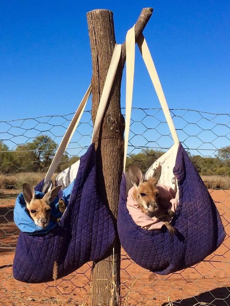 A good way to keep orphan baby kangaroos Madeleine and Sebastian safe and warm is to hang them in a bag from a fence post while I’m working nearby. Picture: <a href="https://www.instagram.com/thekangaroosanctuary/" target="_blank">@thekangaroosanctuary/Instagram</a>