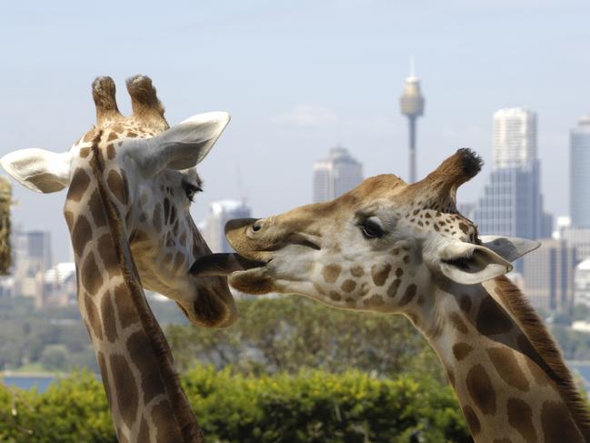 The changes benefit tourists going to the zoo. Picture: Istock