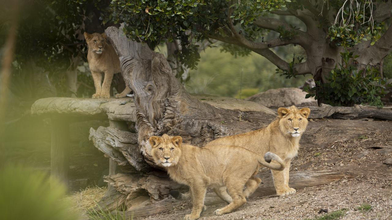 Werribee Open Range Zoo’s lion cubs taking first steps into adulthood. Picture: Jo Howell