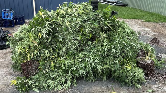 Cannabis plants seized by police in an unrelated raid. Picture: NSW Police.