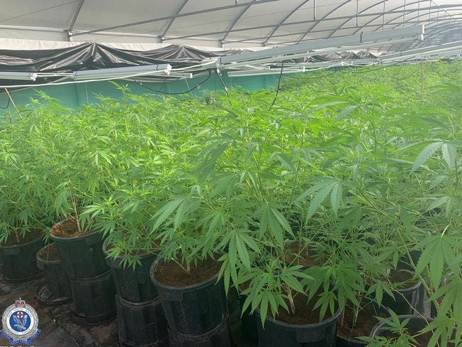 The crime scene at the property on Williams Rd at Bonville, where more than 1845 cannabis plants were seized. Picture: NSW Police