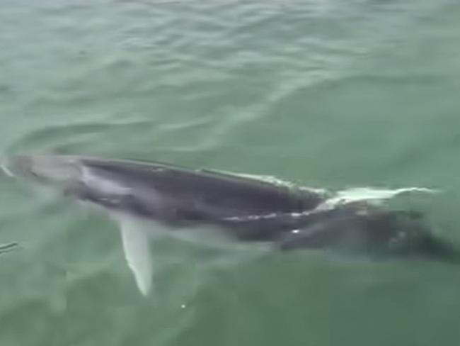 Minke whales have been described as ‘inquisitive’. Picture: Facebook/Cronulla &amp; National Park Ferry Cruises.