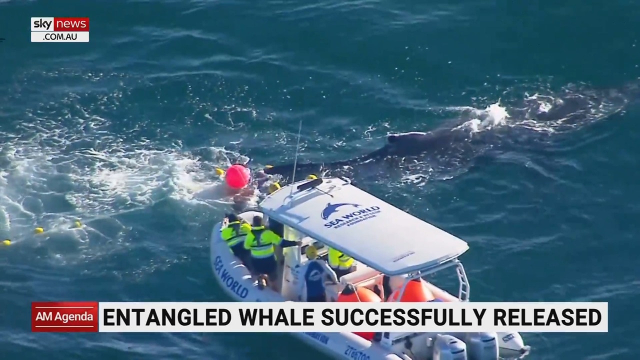 Entangled whale successfully released from shark nets on the Gold Coast