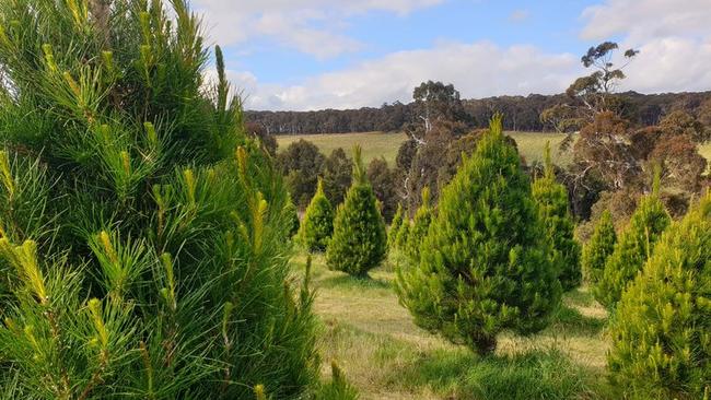 A spruced Christmas tree farm. Picture: Supplied