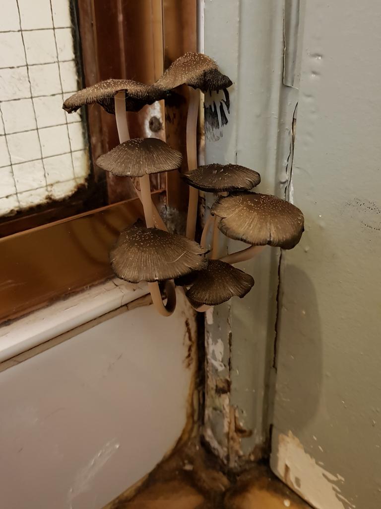 An indoor garden of toadstools one SA renter has to put up with because, they claim, the landlord won't fix the mould problem. Picture: Supplied by tenant