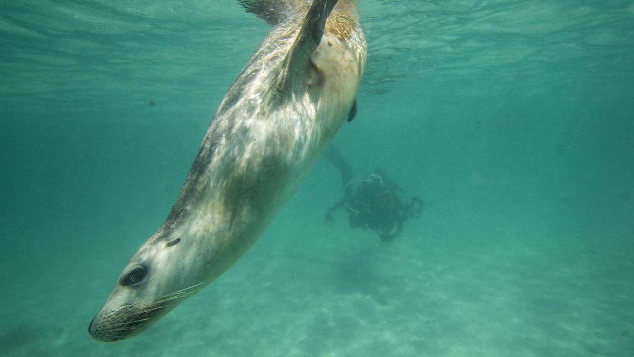 Lion around: An Australian sea lion at Hopkins Island. Picture: Nathan Davies 