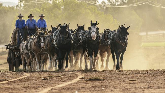 The Bandy and Johnson families’ draught horses in the lead up to the Royal Easter Show. Pictures: Paul Robbins