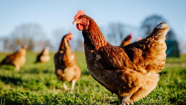 The impact of higher Inghams chicken prices will be felt across the food sector, including at restaurants and supermarkets.