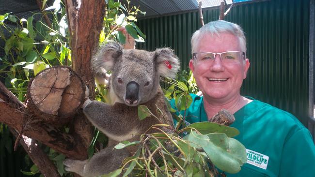 Senior vet at Currumbin Wildlife Sanctuary, Dr Michael Pyne, says cats don’t attack koalas but kill birds.