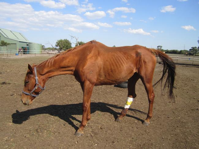 RSPCA Victoria is becoming increasingly concerned about the number of horses being mistreated across the state. Picture: RSPCA