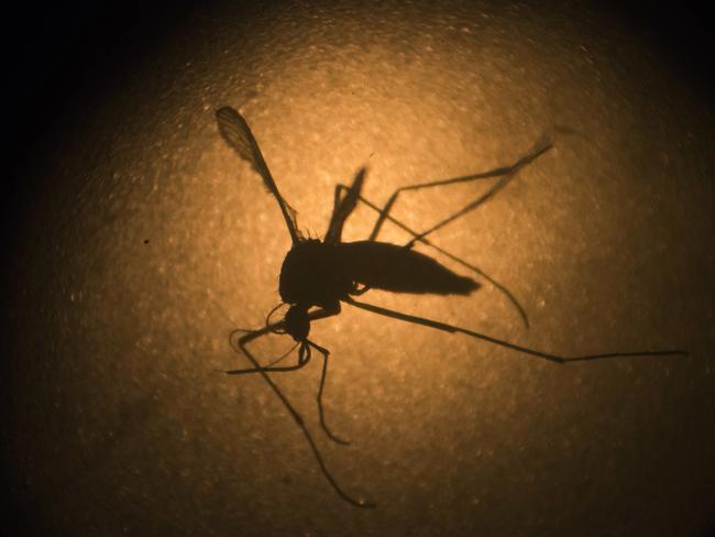 Mosquitos have already been subject to the technique that could eliminate Zika or Malaria. Picture: AP Photo/Felipe Dana, File.