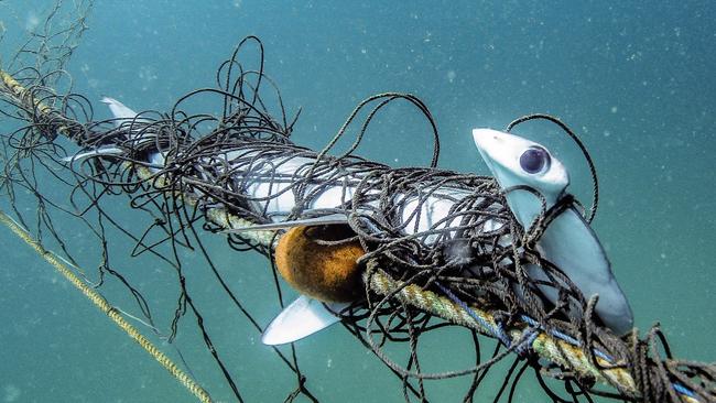 A critically endangered scalloped hammerhead sharks caught in the NSW Government shark nets off Palm Beach. Picture: Supplied