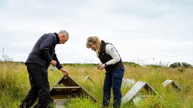 Phillip Island researchers gather data about climate change effects on penguin population. Picture: Phillip Island Nature Parks.