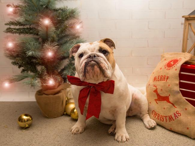 Our Princess Annabelle getts into the Christmas spirit. Picture: Supplied