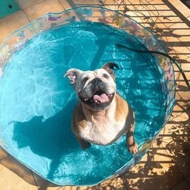 Gold Coast's cutest dogs: Chilli. Submitted by Summer Nolan.