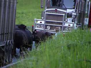 The cattle involved in the double fatal truck crash at Jackadgery.