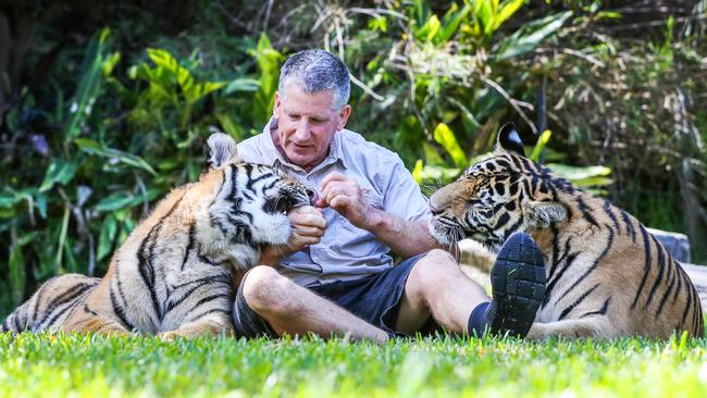 Dreamworld’s former Tiger Island manager Patrick Martin-Vegue with two of his furry friends. Picture: Nigel Hallett